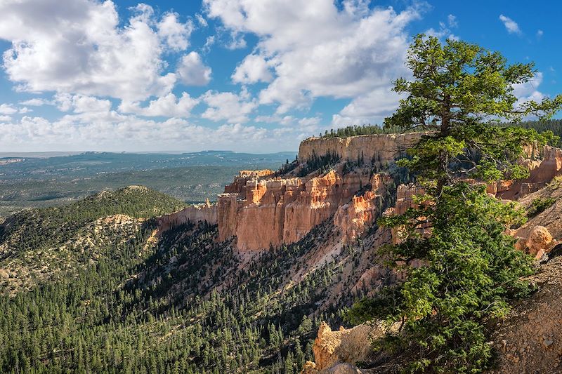 Cheminées de fées dans la parc national de Bryce Canyon - Utah - États-Unis