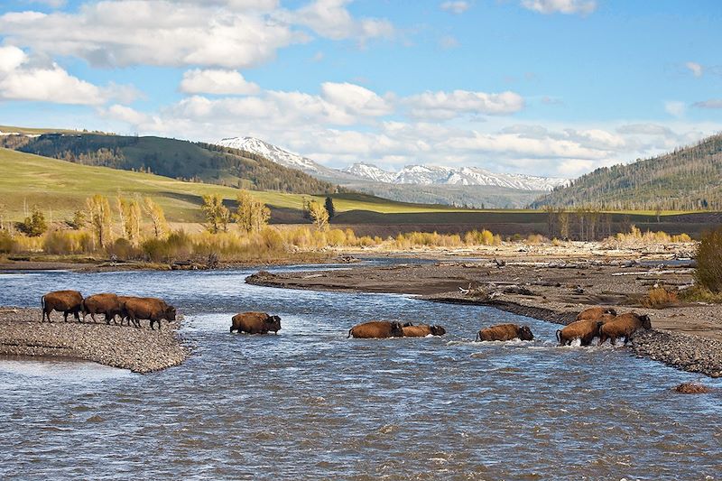 Bisons dans le parc de Yellowstone - Wyoming - États-Unis