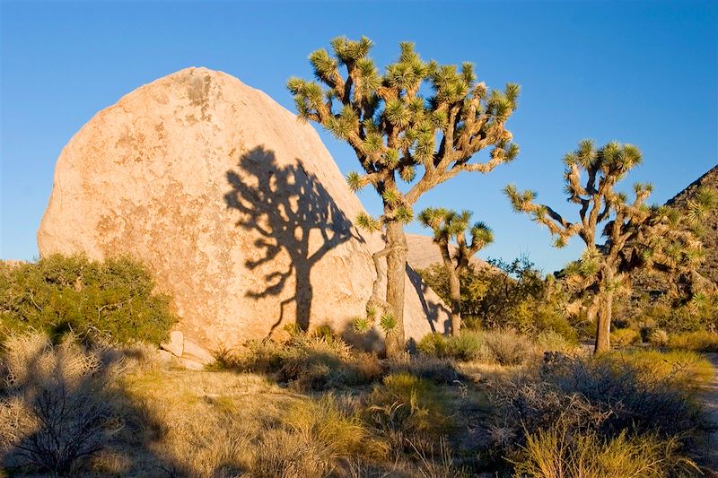 Parc national de Joshua Tree - États-Unis