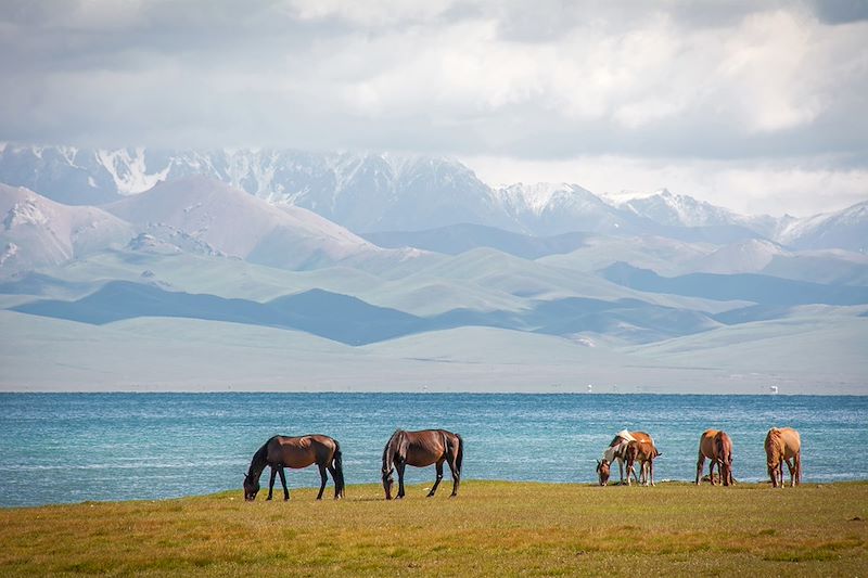 Chevaux près du lac Son Koul - Massif des Tian Shan - Province de Naryn - Kirghizistan