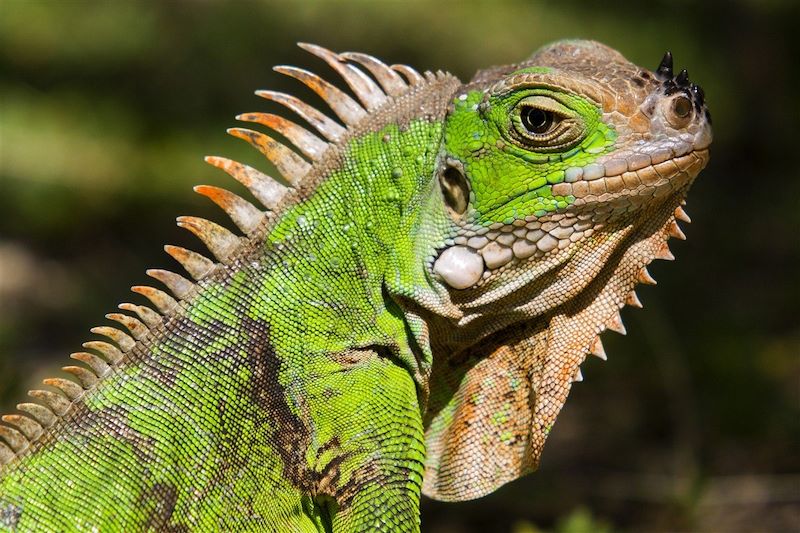 Le Coeur Grenadines, l'intégrale !