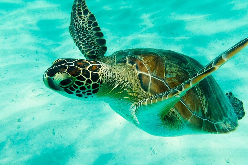 Tortue verte dans les Tobago Cays - Saint-Vincent-et-les-Grenadines