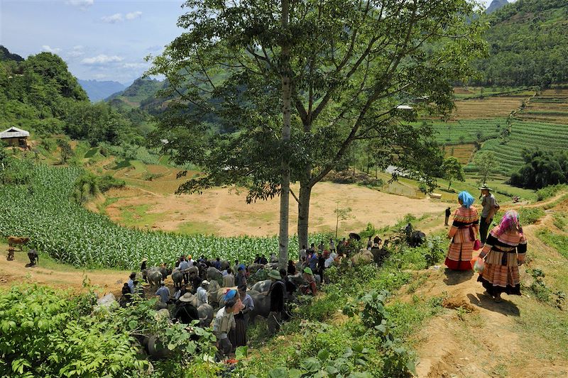 Marché aux buffles des paysans de la minorité Hmong Fleur - Larché de Can Cau - Région de Bac Ha - Province de Lao Cai - Vietnam