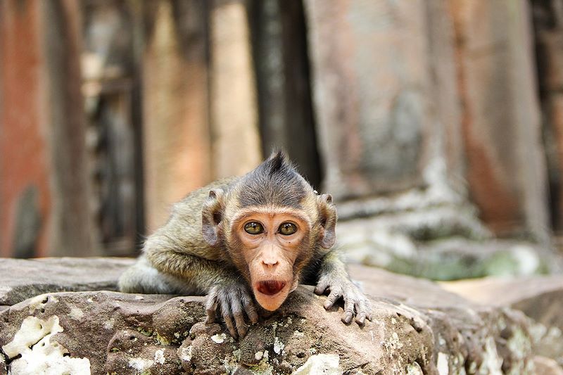 Singe à Angkor Vat - Province de Siem Reap - Cambodge 