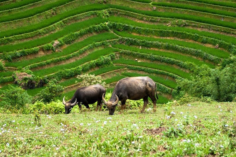 Rizières - Nord Vietnam