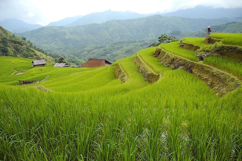 Randonnée dans les rizières - Province de Hà Giang - Vietnam