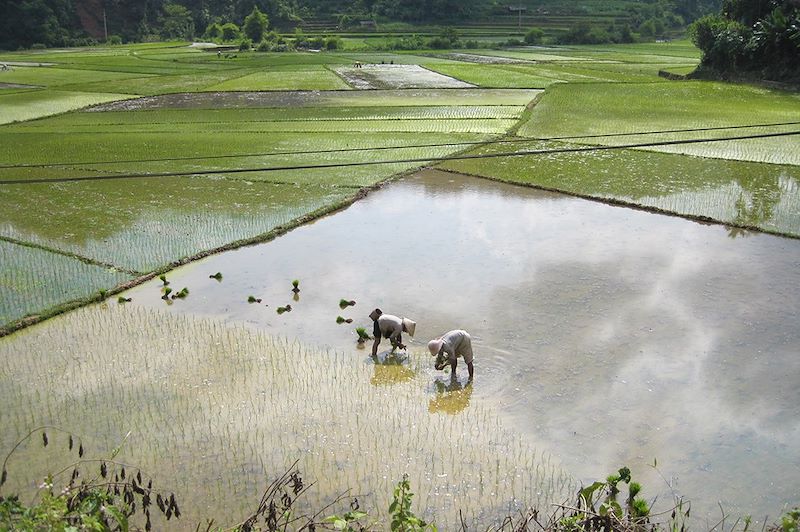 Rizière - Mai Chau - Vietnam