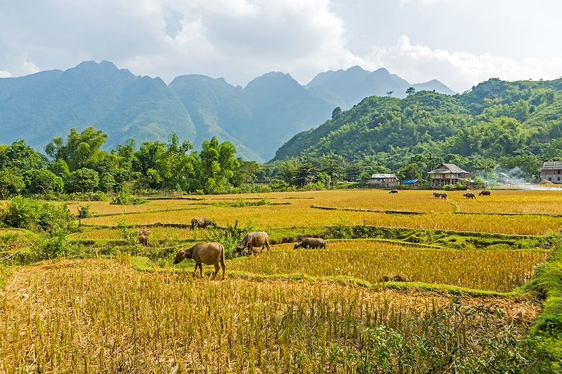 Vallée de Mai Chau - Province de Hòa Bình - Vietnam