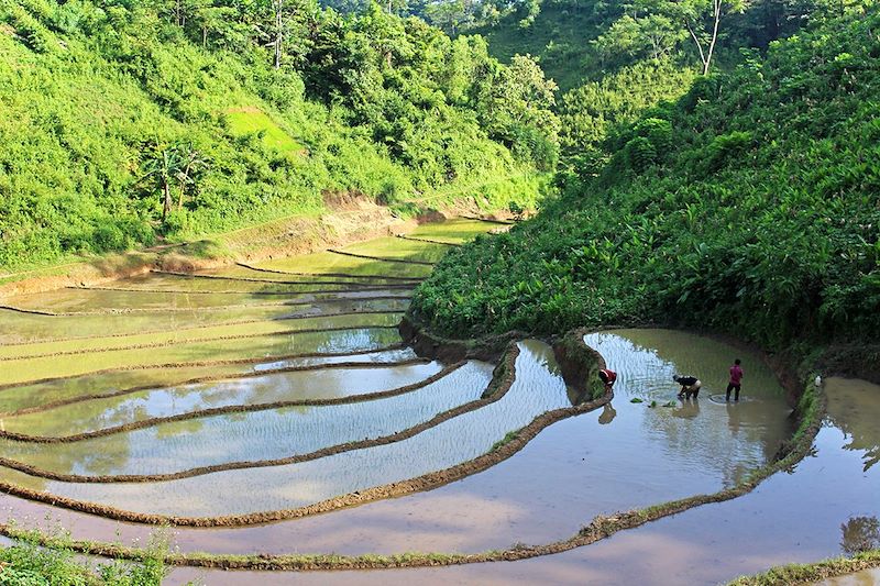 Rizières du village de Na Nghe - Vietnam