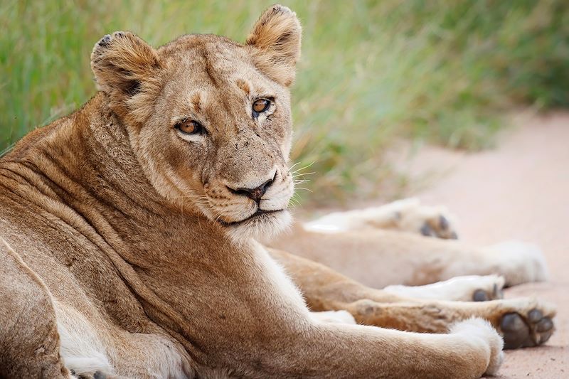 Lionne à la Réserve privée de Manyeleti - Afrique du Sud