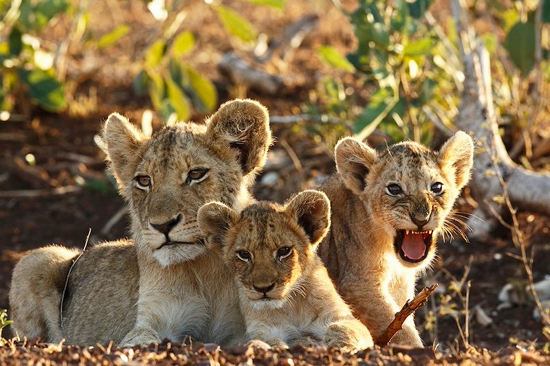 Lionne et ses lionceaux - Parc national de Kruger - Afrique du Sud