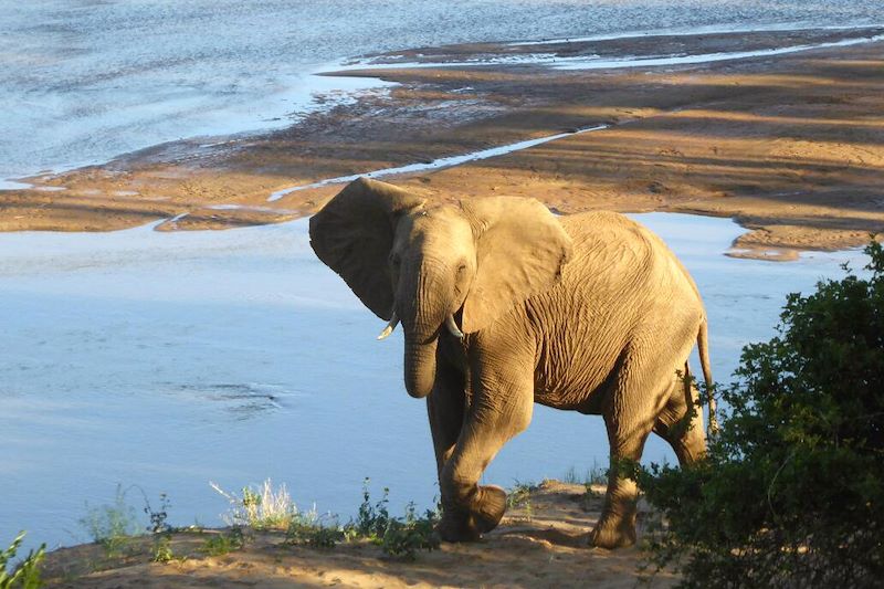 Mopaya Safari Lodge - Réserve Privée de Balule - Afrique du Sud