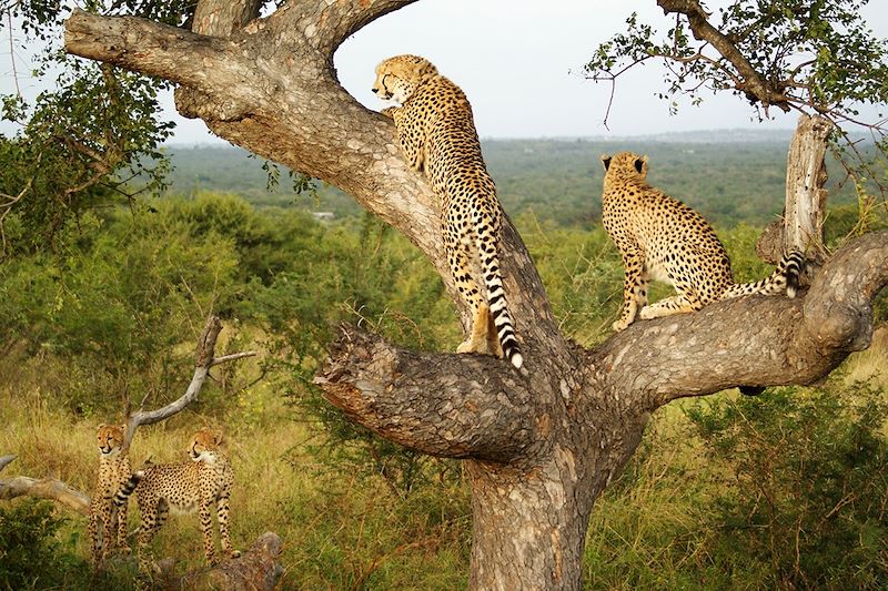 Guépards sur un marula - Réserve privée de Balule - Afrique du Sud 