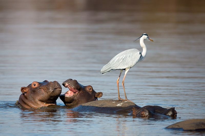 Héron cendré perché sur un hippopotame - Parc national Kruger - Afrique du Sud