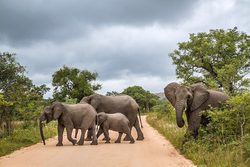 Éléphants dans le Parc national Kruger - Afrique du Sud