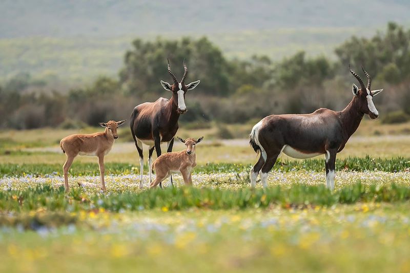 Damalisque à front blanc - De Hoop Nature Reserve - Cap-Occidental - Afrique du Sud