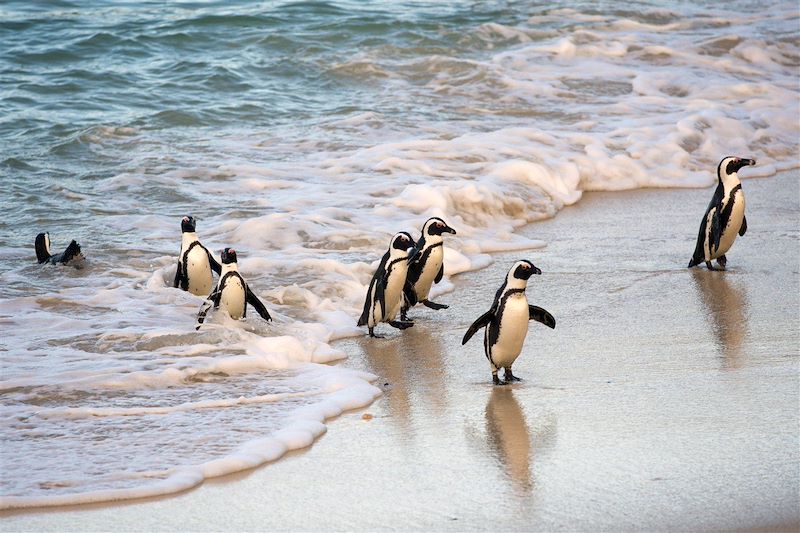 Manchot du Cap - Boulders Beach - Afrique du Sud