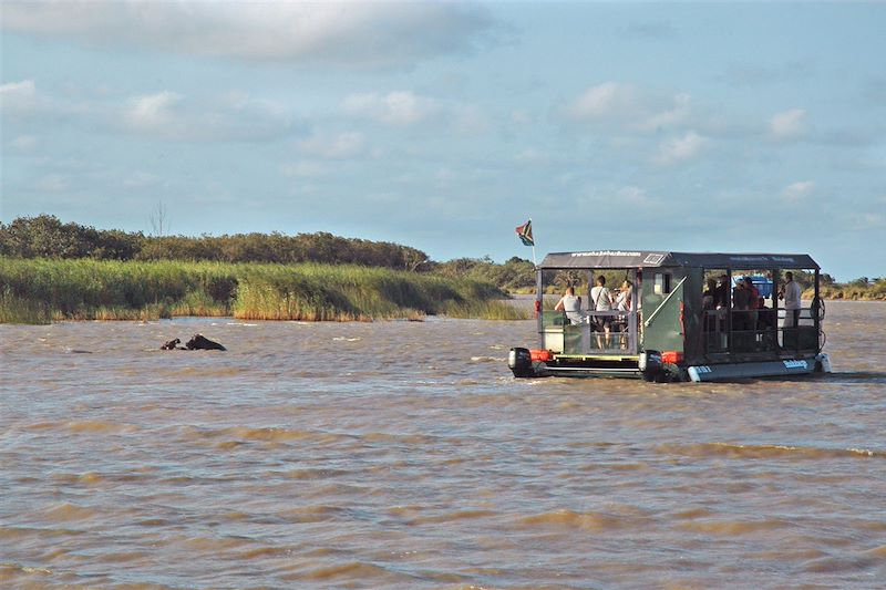 Hippopotames à Santa Lucia - KwaZulu-Natal - Afrique du Sud