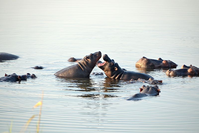 Hippopotames à Sainte-Lucia - KwaZulu-Natal - Afrique du Sud