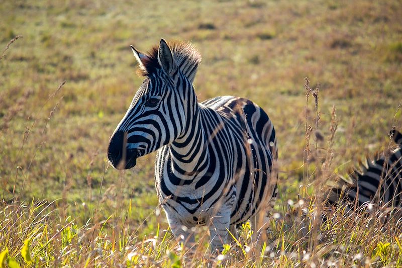 Zèbre au Cape Vidal - Afrique du Sud