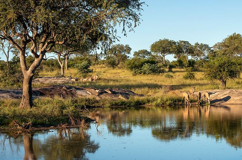 Troupeau de kudus - Parc national Kruger - Afrique du Sud