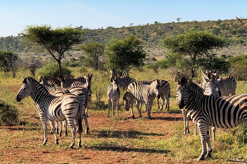 Zèbres au Parc national Kruger - Afrique du Sud