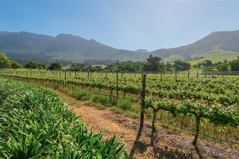 Vignes de Constantia - Cape Town - Voyage en Afrique du sud
