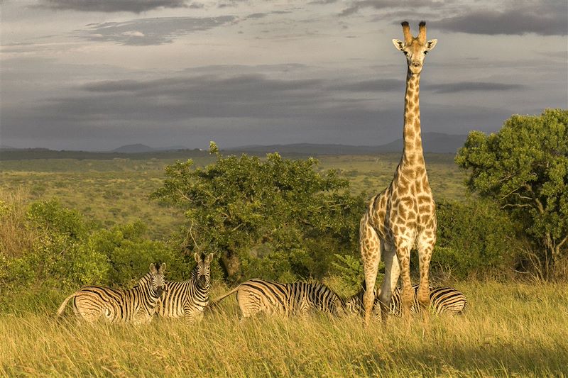 Zulu Nyala Game Lodge - Hluhluwe - Afrique du Sud © Shawn Olesen/Zulu Nyala Game Lodge