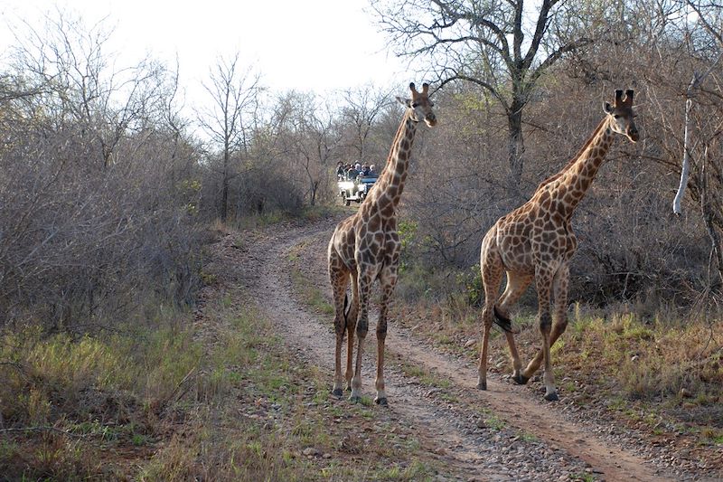 Réserve de Karongwe - Limpopo - Afrique du Sud