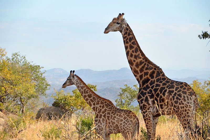 Girafes dans le Parc National Kruger - Afrique du Sud