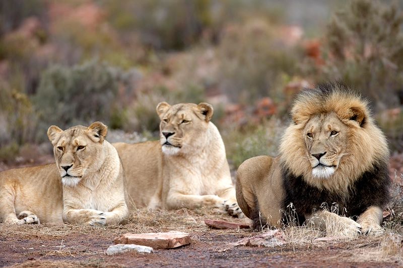 Lions dans la Réserve privée d'Aquila - Afrique du Sud