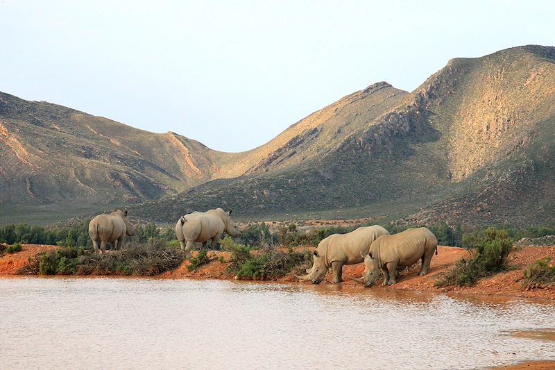 Rhinocéros dans la Réserve privée d'Aquila - Afrique du Sud