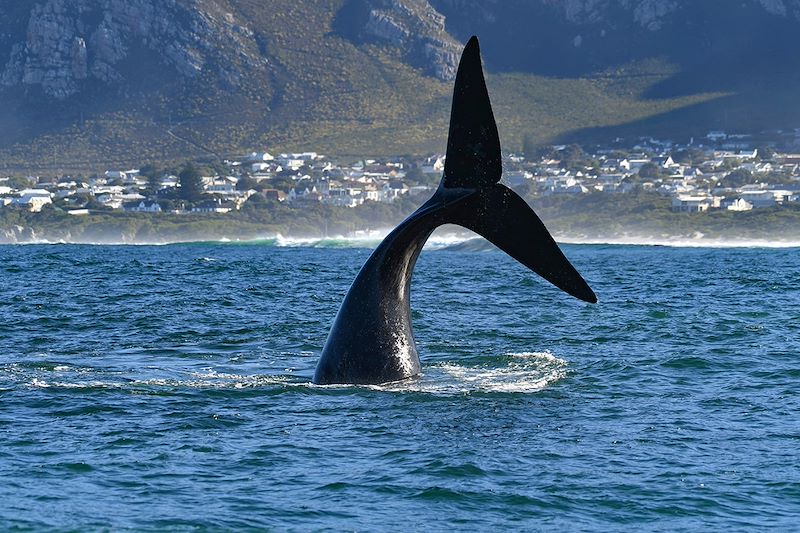 Baleine en Afrique du Sud