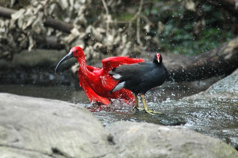 Ibis rouge - Birds of eden - Afrique du Sud