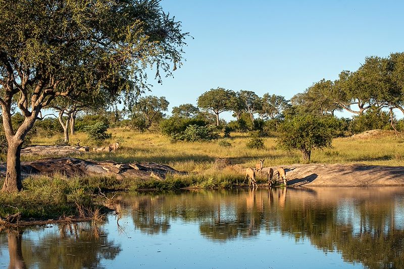 Troupeau de kudus - Parc national Kruger - Afrique du Sud