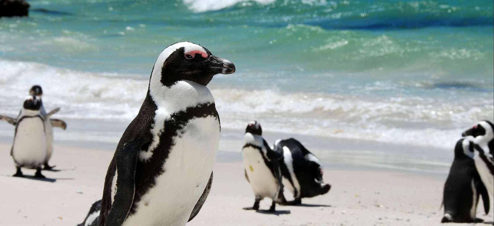 Safari - Cap au sud en famille!