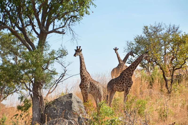 Royaumes, randonnées et safaris sud-africains