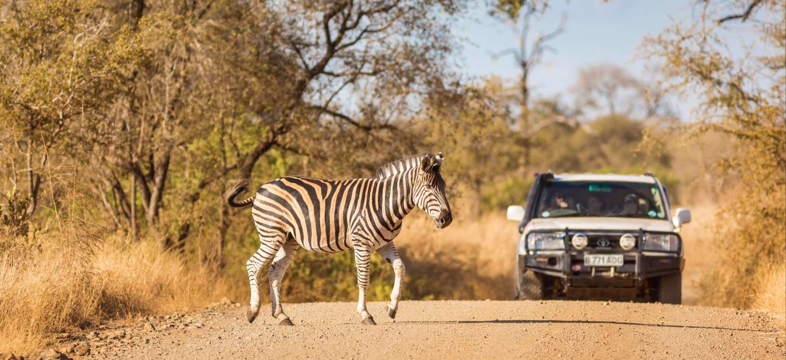 Voyage en véhicule : Sur les pistes du Kruger en Autotour