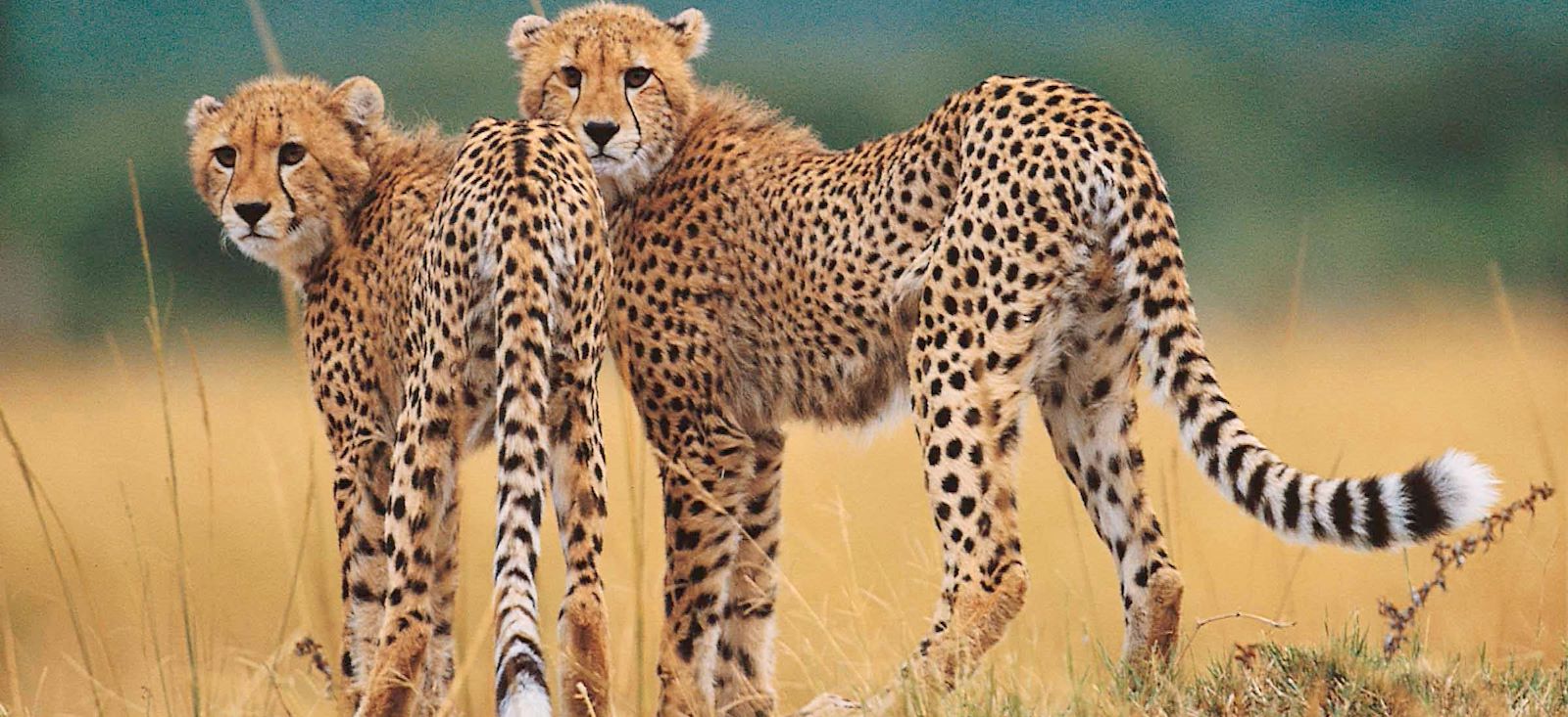 Image Du Kruger au Cap de Bonne-Espérance