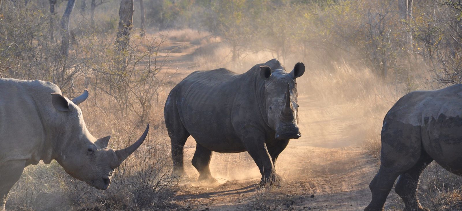 Image Du Kruger au Cap de Bonne-Espérance