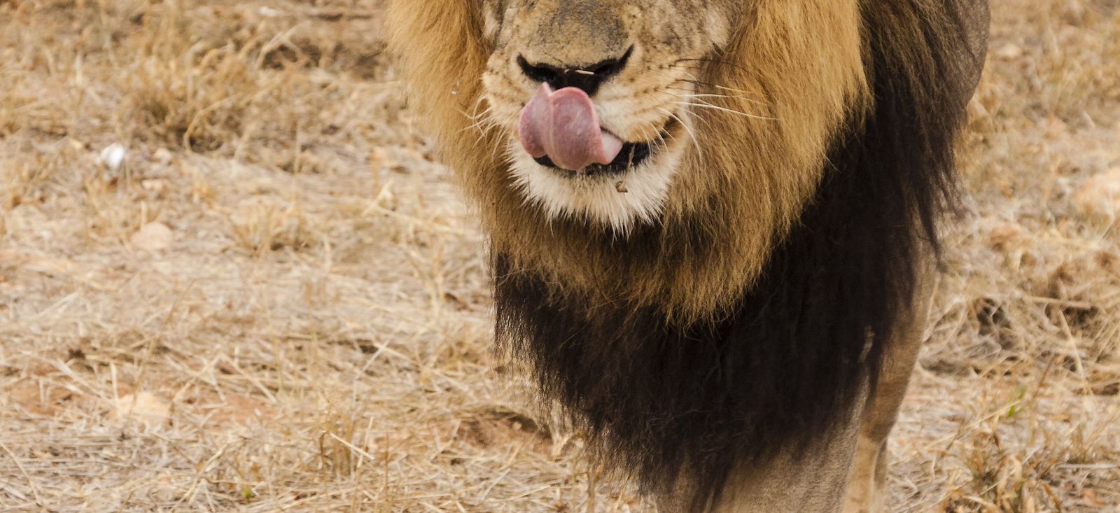 Image Du Kruger au Cap de Bonne-Espérance