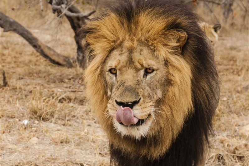 Parc de Kruger - Afrique du Sud