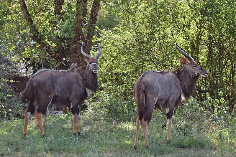 Nyala dans la réserve d'Hluhluwe-Umfolozi - Kwazulu-Natal - Afrique du Sud