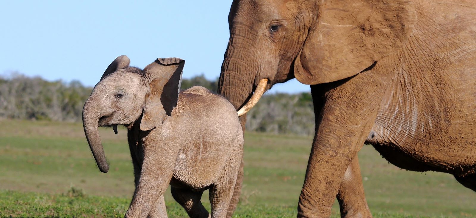 Image Du Kruger au Cap de Bonne-Espérance