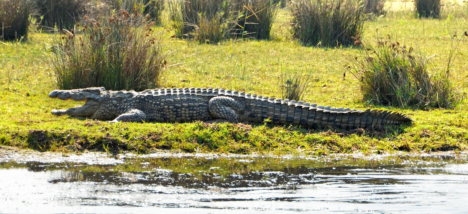 Image Du Kruger au Cap de Bonne-Espérance