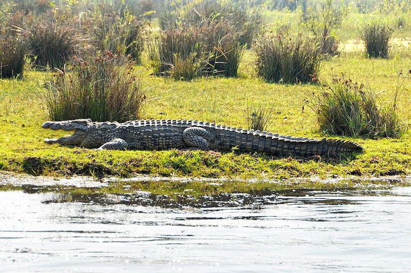 Crocodile à Sainte-Lucia - KwaZulu-Natal - Afrique du Sud