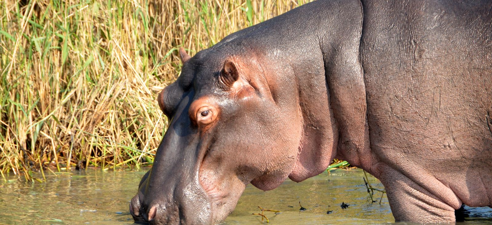 Image Du Kruger au Cap de Bonne-Espérance