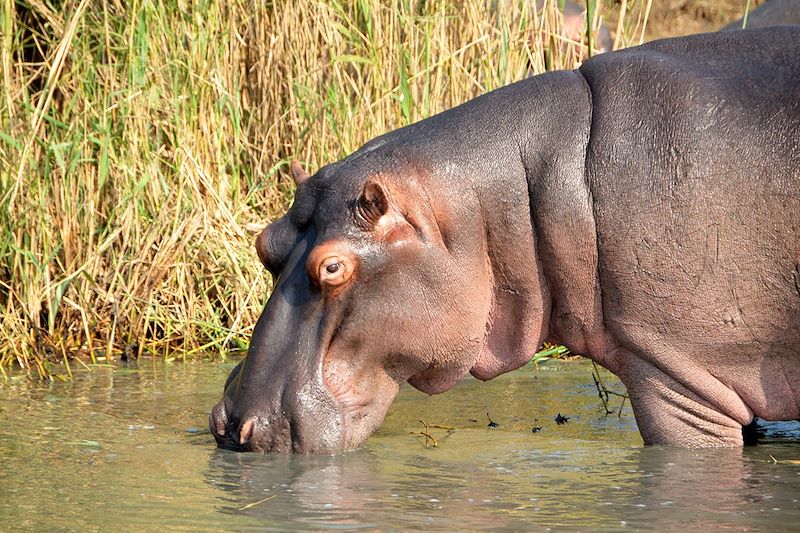 Hippopotames à Sainte-Lucia - KwaZulu-Natal - Afrique du Sud