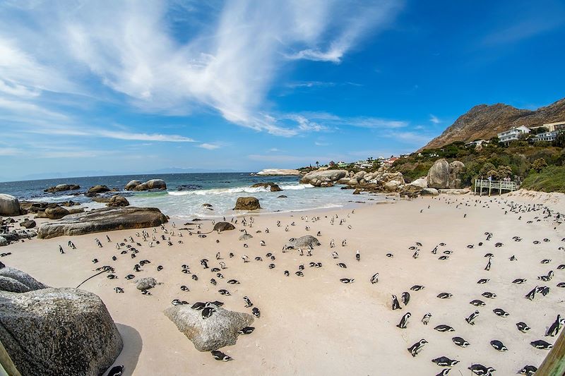 Boulder's Beach - Région du Cap - Afrique du Sud