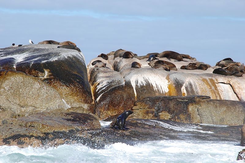 Otaries à fourrure du Cap - Duiker Island - Afrique du Sud